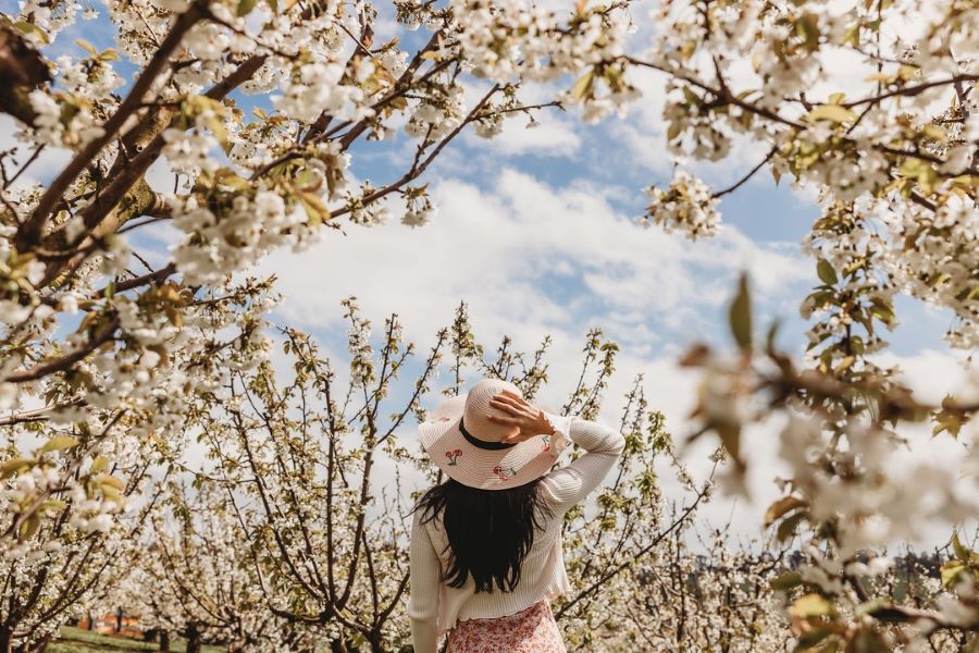 Blossom Festival 2024 at CherryHill Orchards